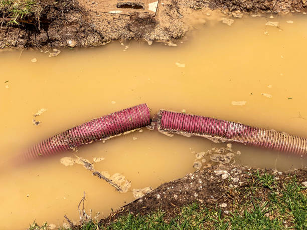 Best Professional water damage repair  in Archer, FL